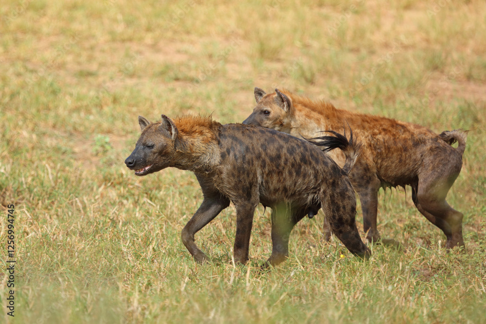 Tüpfelhyäne / Spotted hyaena / Crocuta crocuta Tüpfelhyäne / Spotted hyaena / Crocuta crocuta