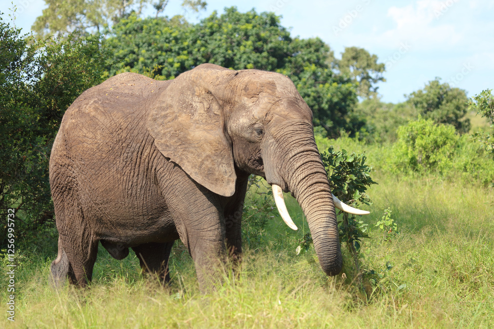 Fototapeta premium Afrikanischer Elefant / African elephant / Loxodonta africana