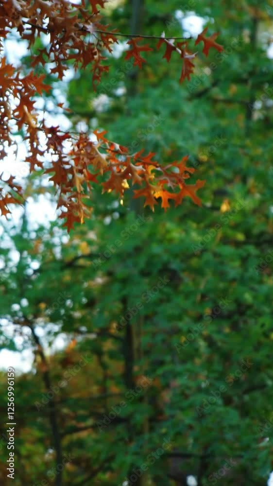 View of maple leaves in autumn View of maple leaves in autumn