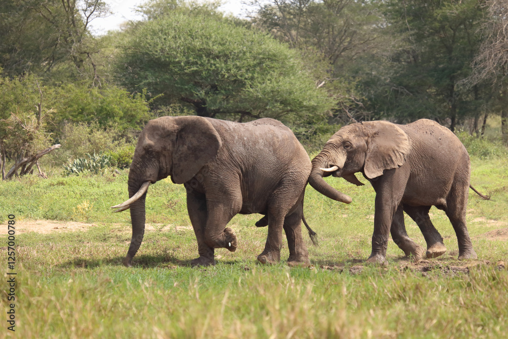 Fototapeta premium Afrikanischer Elefant / African elephant / Loxodonta africana..