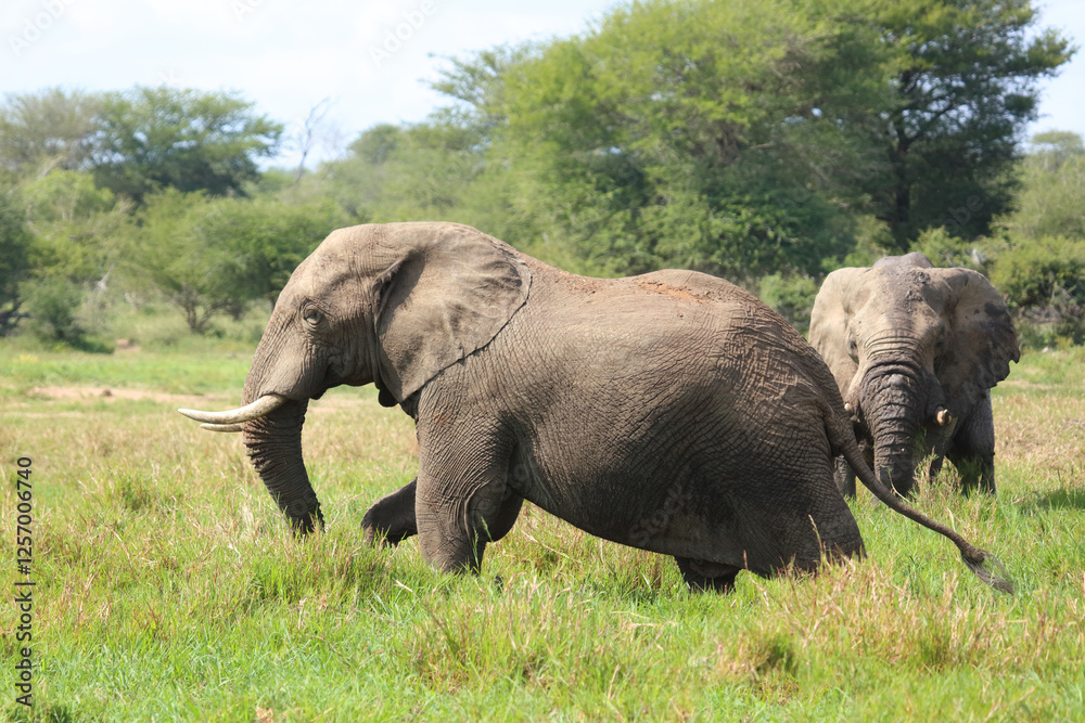 Fototapeta premium Afrikanischer Elefant / African elephant / Loxodonta africana