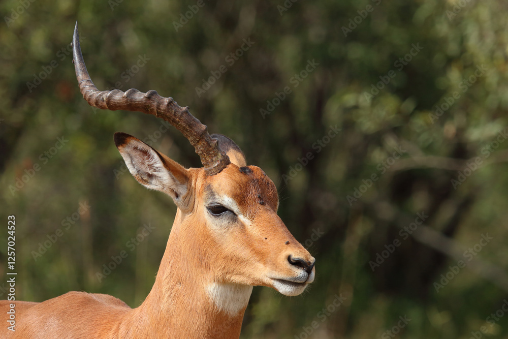 Schwarzfersenantilope / Impala / Aepyceros melampus Schwarzfersenantilope / Impala / Aepyceros melampus