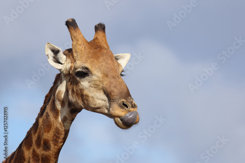 Canvas Print Giraffe / Giraffe / Giraffa camelopardalis