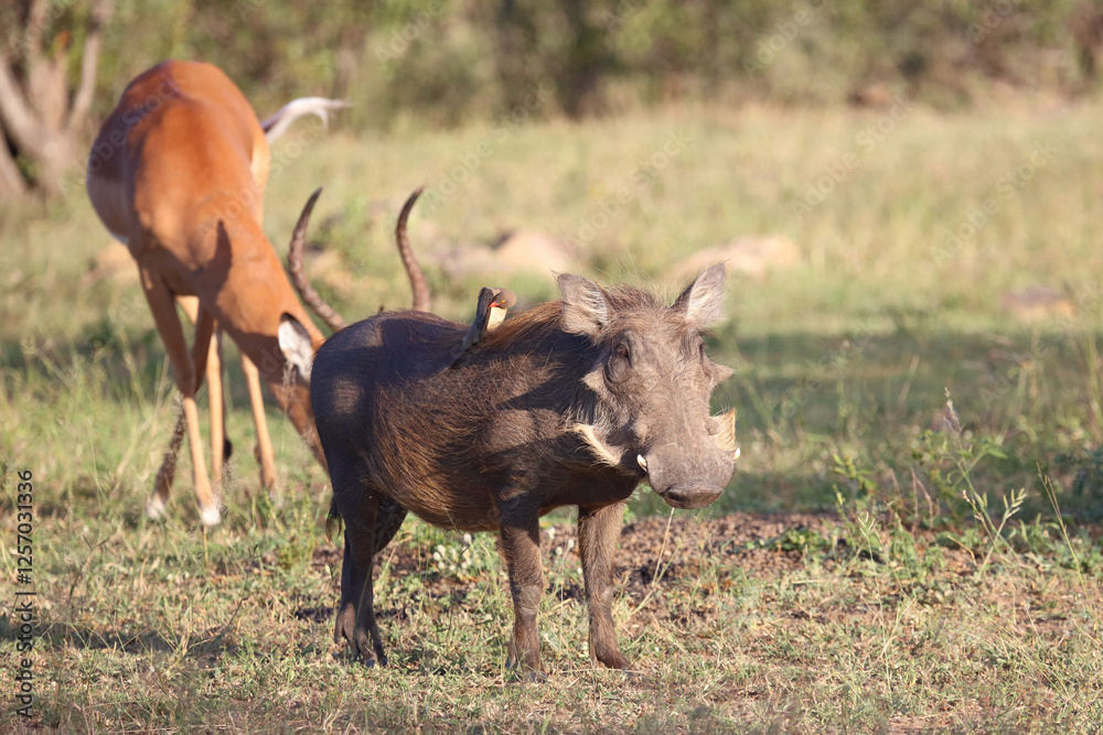 Schwarzfersenantilope / Impala / Aepyceros melampus Schwarzfersenantilope / Impala / Aepyceros melampus