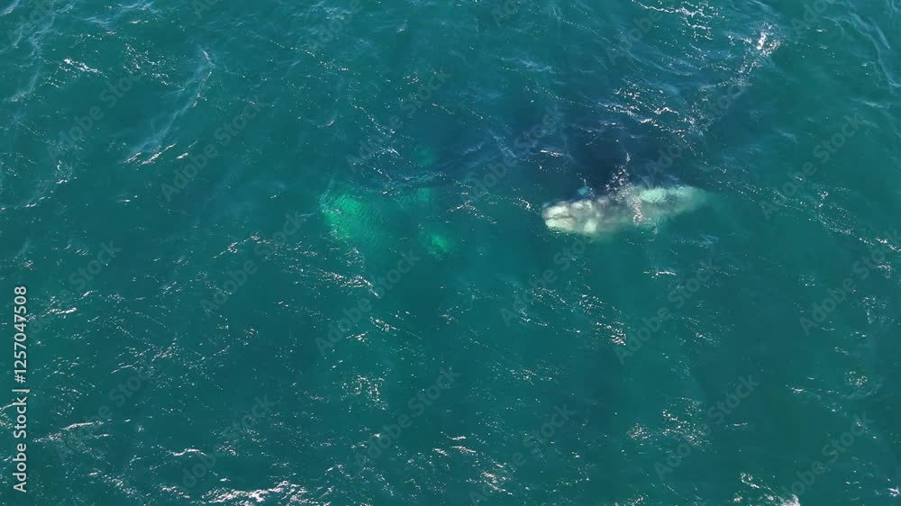 A whale swimming ascends and releases spout from blowhole in Puerto Madryn, Argentina, clear turquoise waters, majestic marine life, drone top down static A whale swimming ascends and releases spout from blowhole in Puerto Madryn, Argentina, clear turquoise waters, majestic marine life, drone top down static