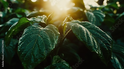 Lush green leaves backlit by sunset in a plantation photo