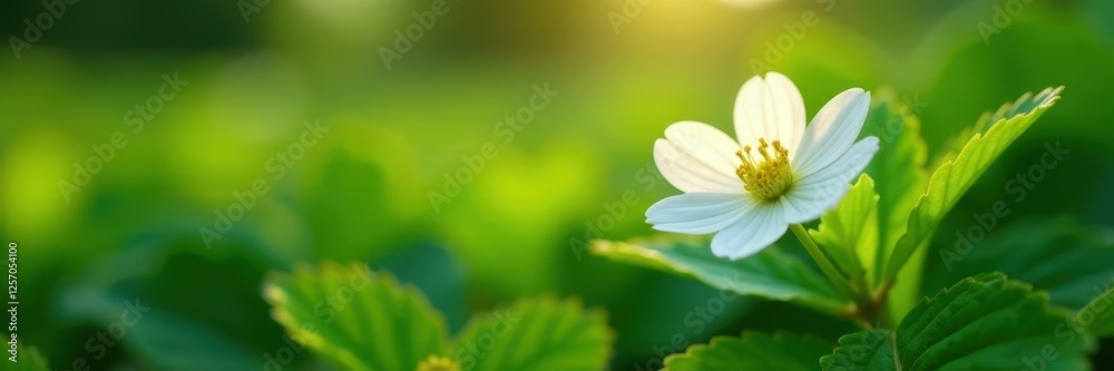 Obraz premium Single white strawberry flower in lush green foliage, soft morning light, bloom, flower