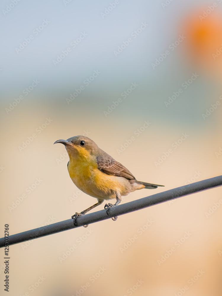 Obraz premium robin on a branch