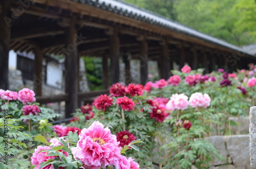 【奈良】長谷寺に咲く牡丹と登廊