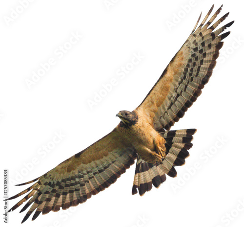 Dicut, Oriental Honey-Buzzard migrating at Khao Dinsor Chumphon Thailand. It's a adult male ssp. orientalis  