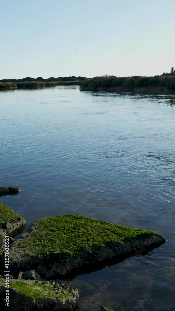The water flows in the arrival of spring.  Natural Site Marshes of the Piedras River and Flecha de El Rompido. vertical video at 4k and 50fps