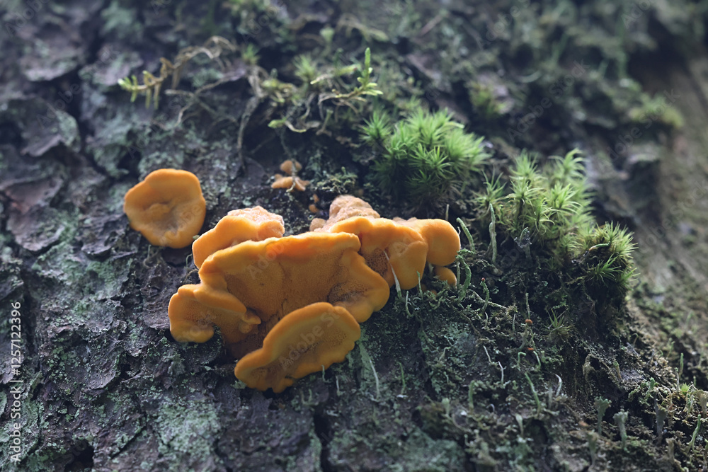 Φωτογραφία Pycnoporellus fulgens, an orange bracket fungus growing on birch in Finland, no