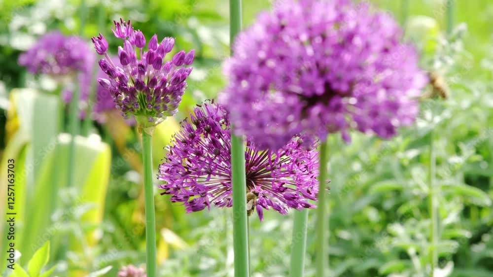 Bumblebee on purple allium flowers, detailed macro of nature pollination process Bumblebee on purple allium flowers, detailed macro of nature pollination process