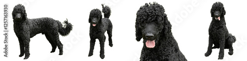 A series of four images of a black standard poodle dog, sitting, standing, front on, side on and a close up of his face on a transparent PNG background