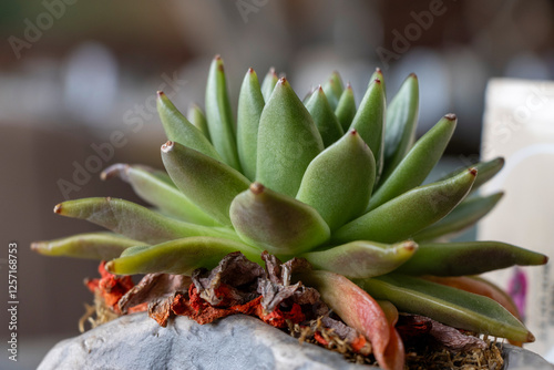 Small succulent growing (Small succulent growing )