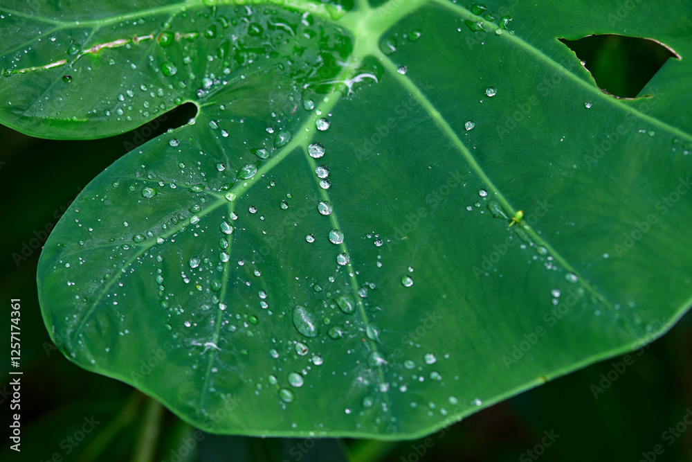 Full frame shot of green leaf with water drops Full frame shot of green leaf with water drops