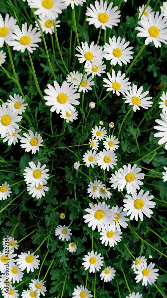 Top-down video shot of a dense field of daisies, showcasing a vibrant, natural pattern. The aerial angle emphasizes the floral abundance. Mobile wallpaper ratio. Top-down video shot of a dense field of daisies, showcasing a vibrant, natural pattern. The aerial angle emphasizes the floral abundance. Mobile wallpaper ratio.