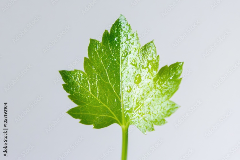 a Celery Leaves full view isolated on white Background
