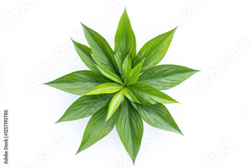 Obraz na płótnie a Ornamental Water Spinach full view isolated on white Background w salonie