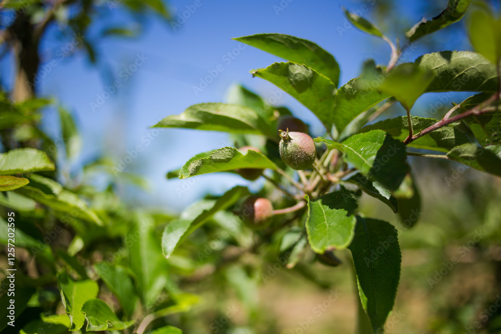 Young apple tree in bloom with pink and white flowers, growing in a newly planted orchard against a blurred mountainous backdrop under a clear blue sky. Young apple tree in bloom with pink and white flowers, growing in a newly planted orchard against a blurred mountainous backdrop under a clear blue sky.