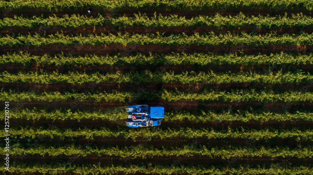 Obraz premium Aerial top-down view of a blue mechanical harvester working in a vineyard, harvesting grapes in neatly aligned rows of vines in the Western Cape, South Africa.