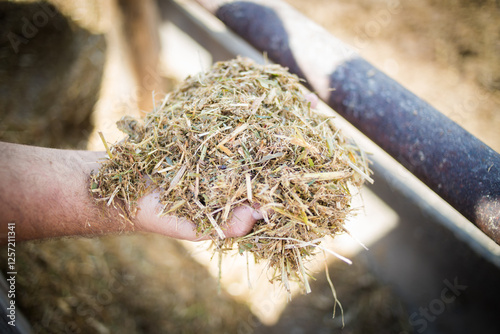 A farmer holding a handful of freshly cut silage, showing the texture and quality of the forage used for livestock feed. Captured on a South African farm.