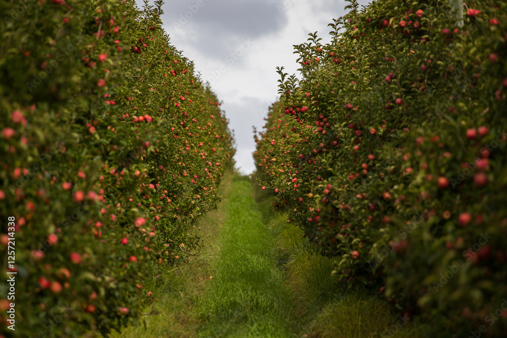 Fototapeta premium Lush apple orchard with rows of trees laden with ripe, blush-colored apples, set against a cloudy sky. A grassy pathway runs between the trees, showcasing a, high-density apple farm ready for harvest.
