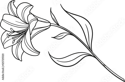Elegant Line Drawing of a Single White Lily Flower