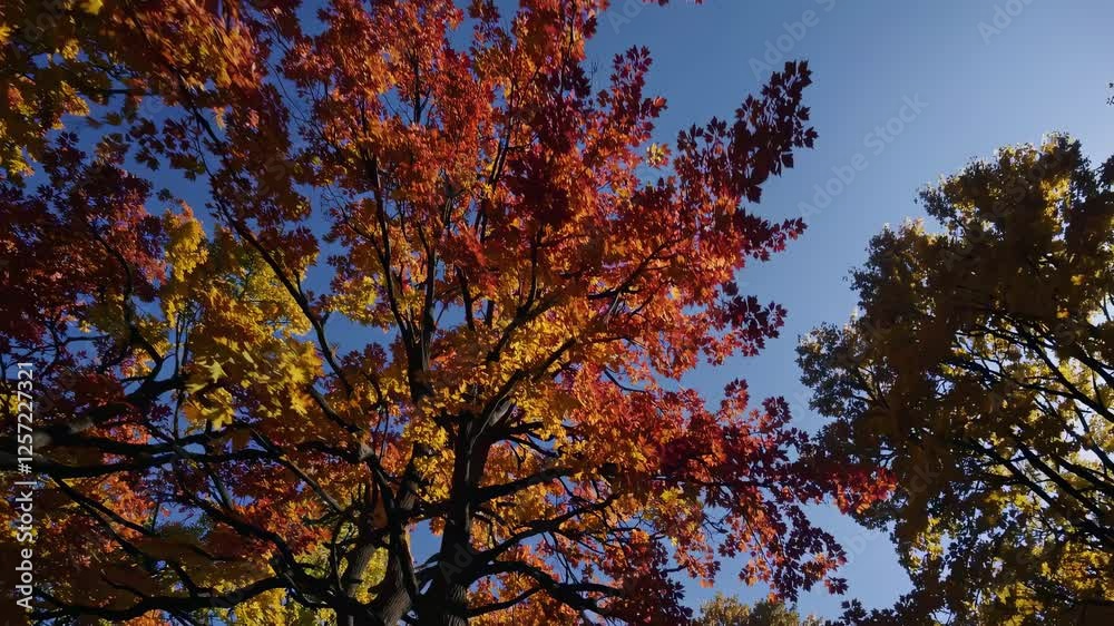 Video captures vibrant autumn leaves from a low-angle, showcasing colorful foliage against a clear blue sky, emphasizing nature's beauty. Video captures vibrant autumn leaves from a low-angle, showcasing colorful foliage against a clear blue sky, emphasizing nature's beauty.