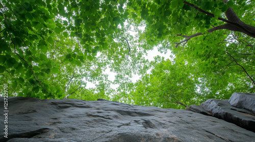 Beneath the Canopy: Looking...