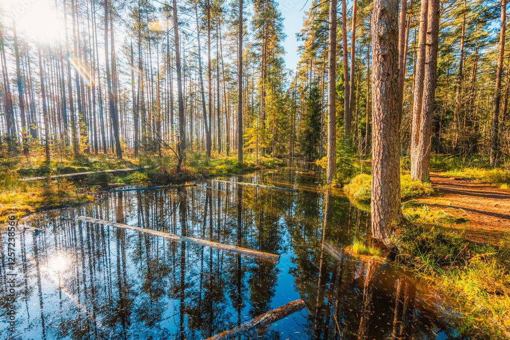 A wooden walking path Bor na Czerwonem nature reserve in Nowy Targ in Poland A wooden walking path Bor na Czerwonem nature reserve in Nowy Targ in Poland