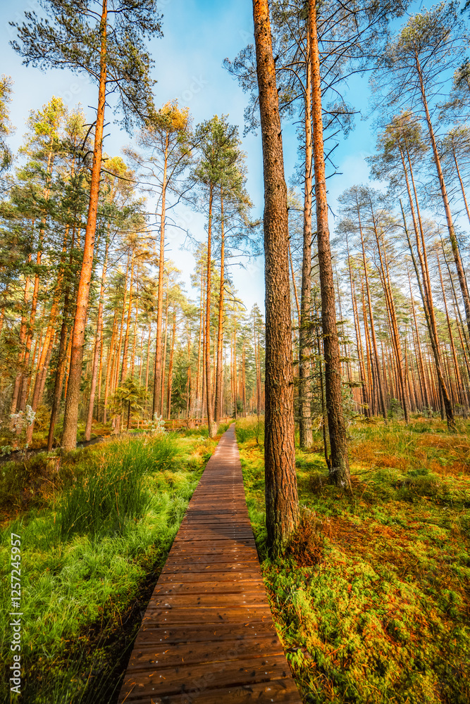 A wooden walking misty path in Bor na Czerwonem nature reserve in Nowy Targ in Poland A wooden walking misty path in Bor na Czerwonem nature reserve in Nowy Targ in Poland