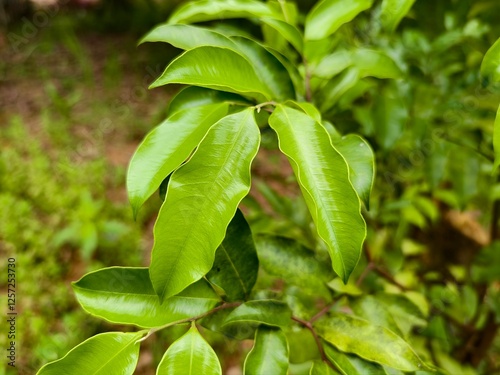 young agarwood leaves on the tree photo