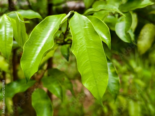 young agarwood leaves on the tree photo