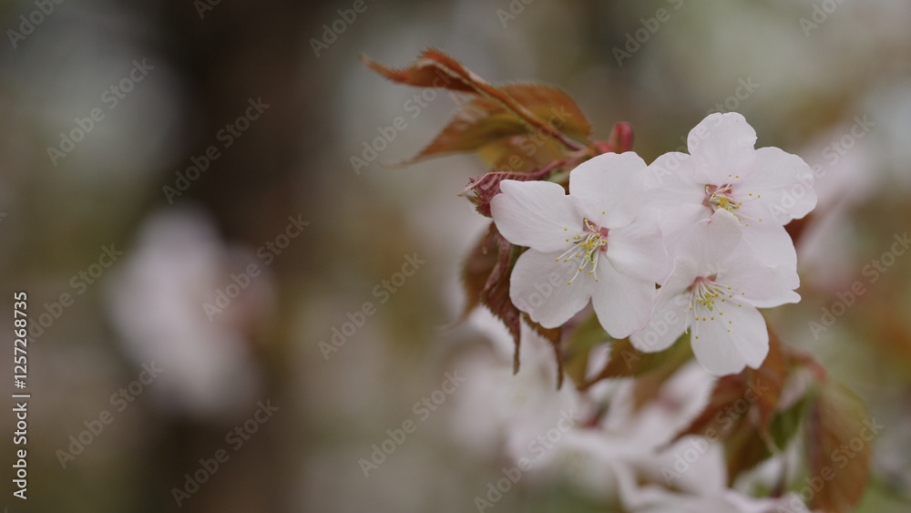 cherry blossom on a cloudy spring day cherry blossom on a cloudy spring day