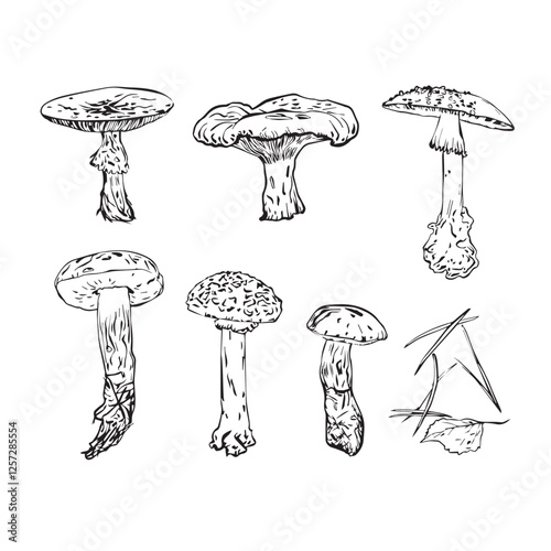 Vector composition of pine needles and a set of mushrooms, the set is drawn in the Garifesque style. Fly agarics, porcini mushrooms.
