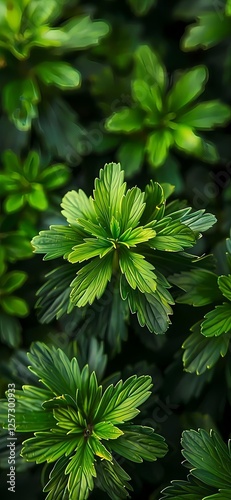 green leaves background