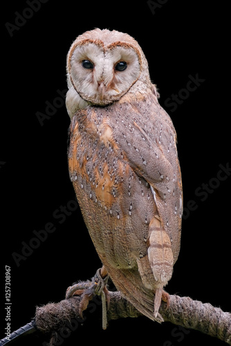 Portrait of the Western barn owl on black background photo