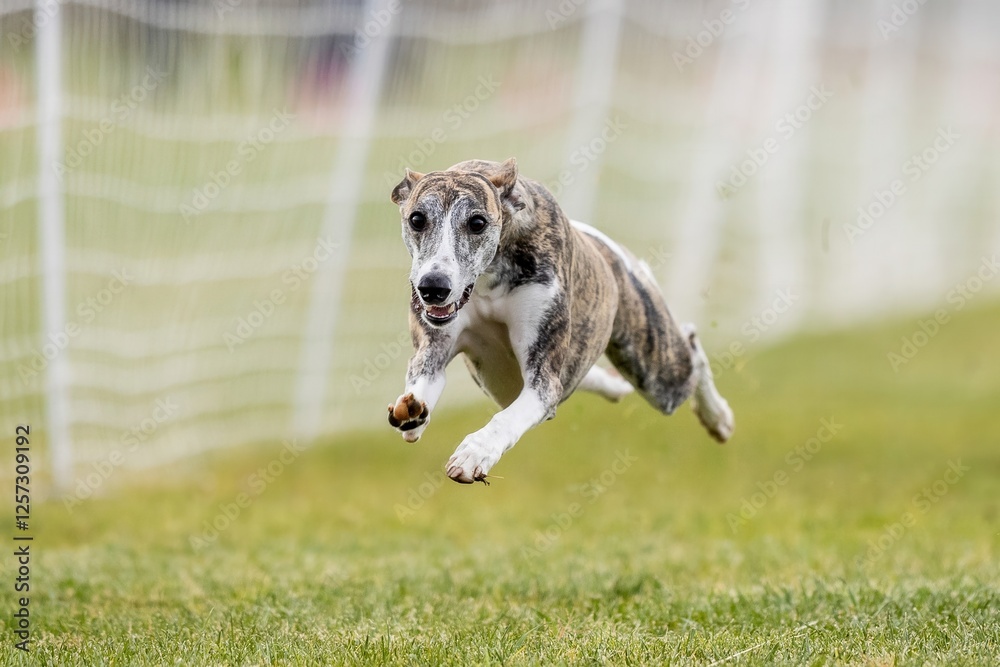 Purebred Whippet Sight Hound Running Lure Course Sprint Dog Sport Purebred Whippet Sight Hound Running Lure Course Sprint Dog Sport