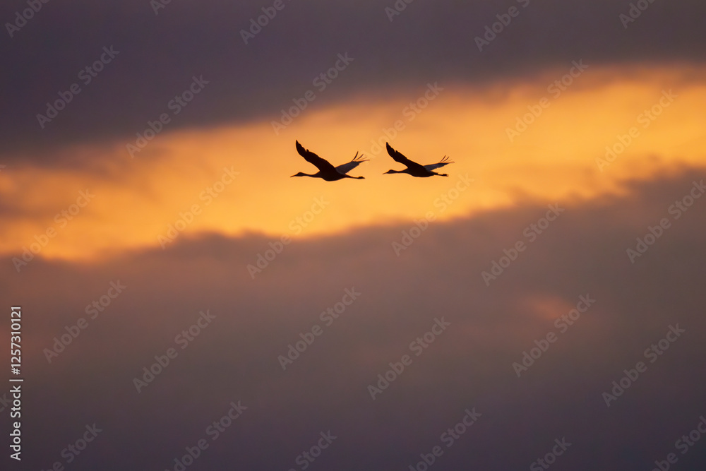 Fototapeta premium Silhouette of Sandhill Cranes at Sunset