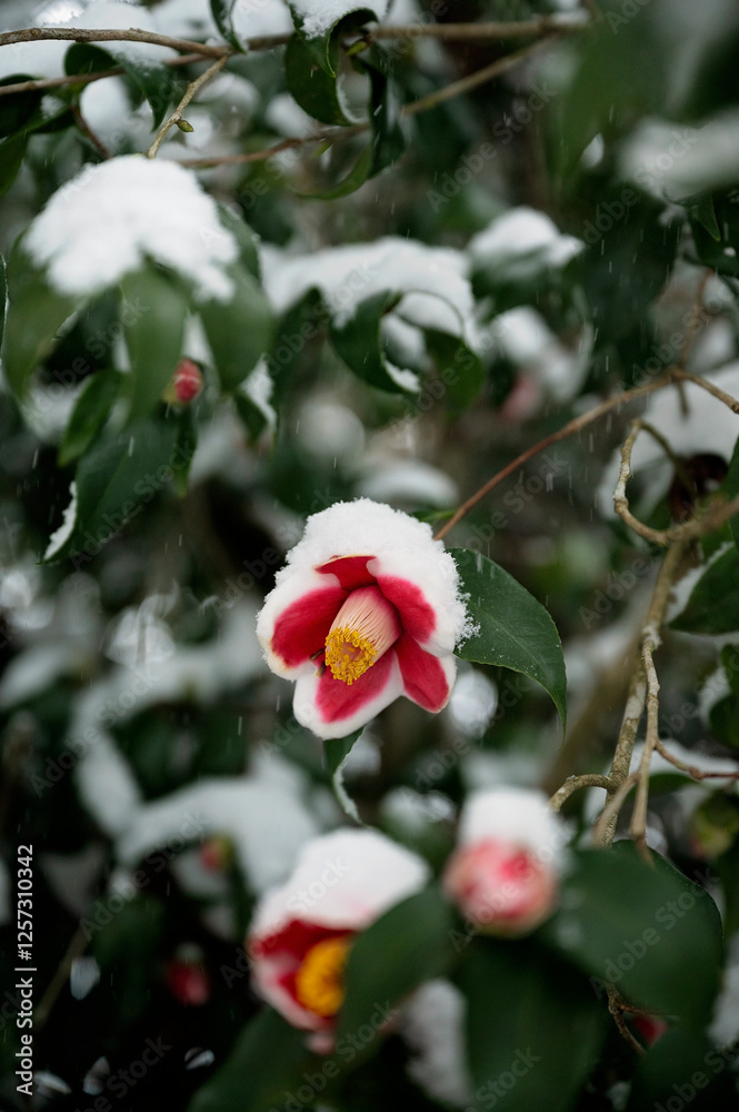 Snow-covered camellia flowers with red petals in a rare winter scene Snow-covered camellia flowers with red petals in a rare winter scene