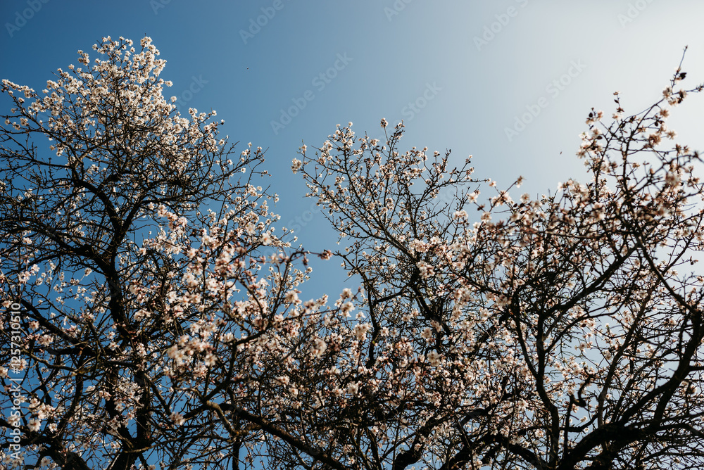 A blooming almond tree in warm spring sunshine