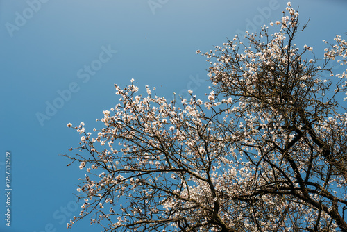 Photography Almond tree in bloom in spring