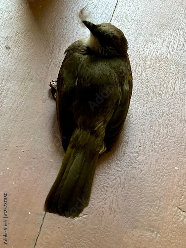 Bird on the floors of the house