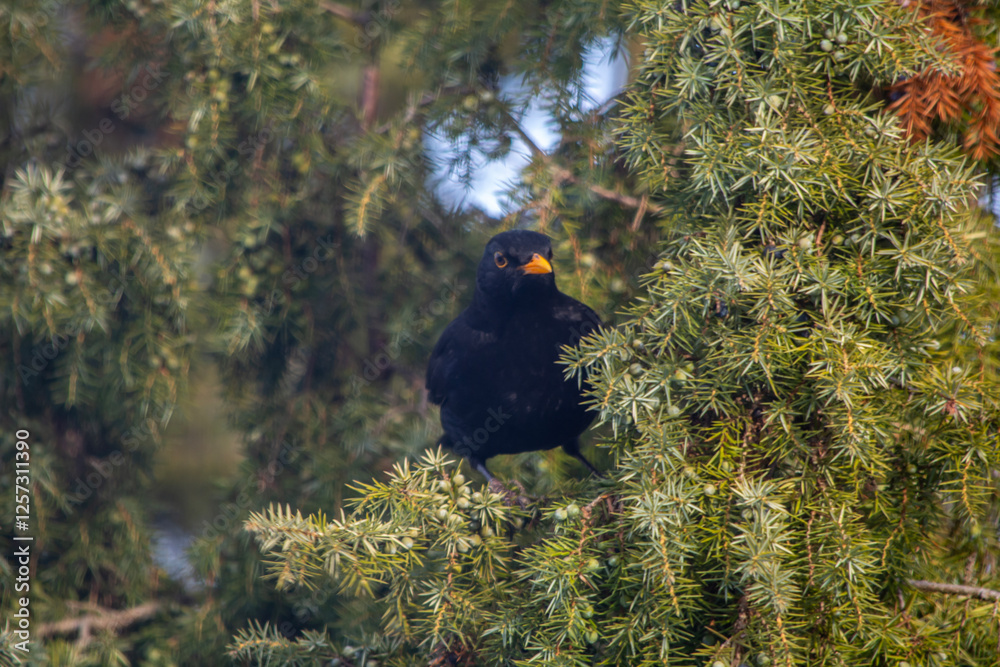 Blackbird - a species of medium-sized partially migratory bird from the thrush family.