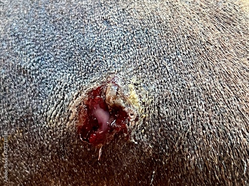 Closeup shot of a wound on the skin of a dog