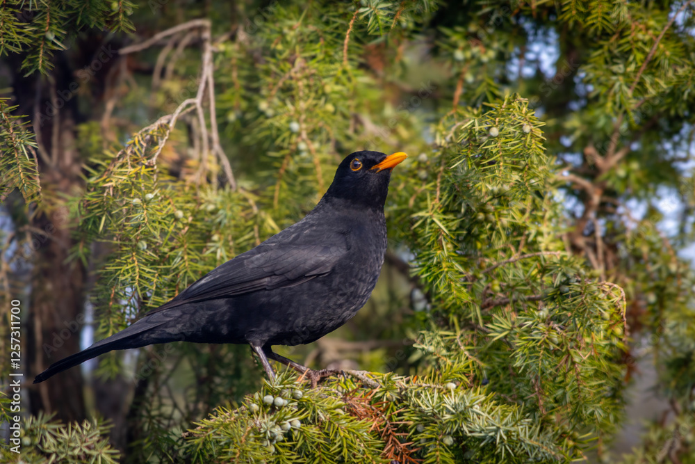 Blackbird - a species of medium-sized partially migratory bird from the thrush family.