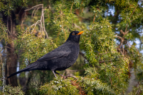 Blackbird - a species of medium-sized partially migratory bird from the thrush family.