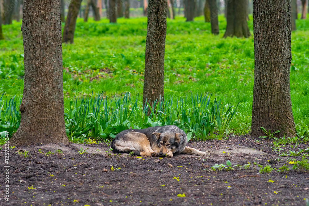 A stray dog rests peacefully in a green park, surrounded by trees and fresh spring foliage. A stray dog rests peacefully in a green park, surrounded by trees and fresh spring foliage.