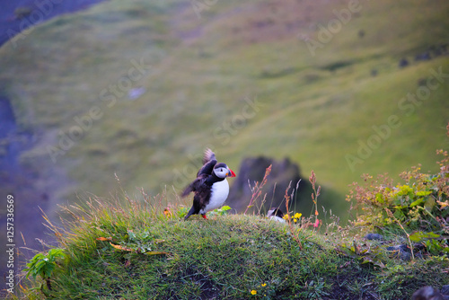 Puffin